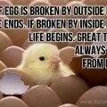 If egg is broken by outside force...