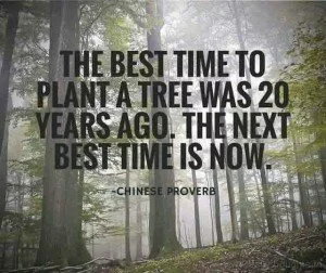 The Best Time to Plant a Tree